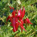 Image of Clianthus maximus