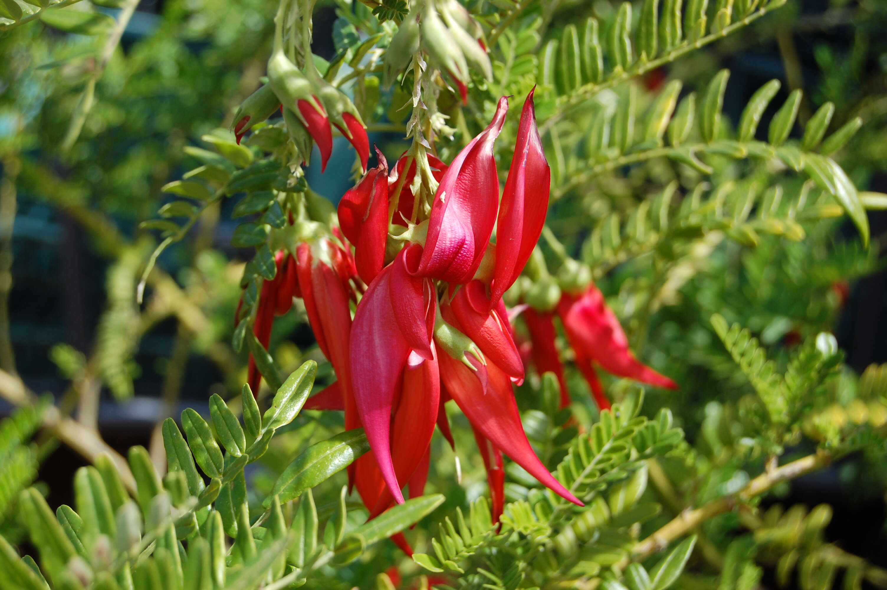 Слика од Clianthus maximus