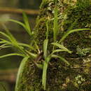 Image de Prosthechea ochracea (Lindl.) W. E. Higgins