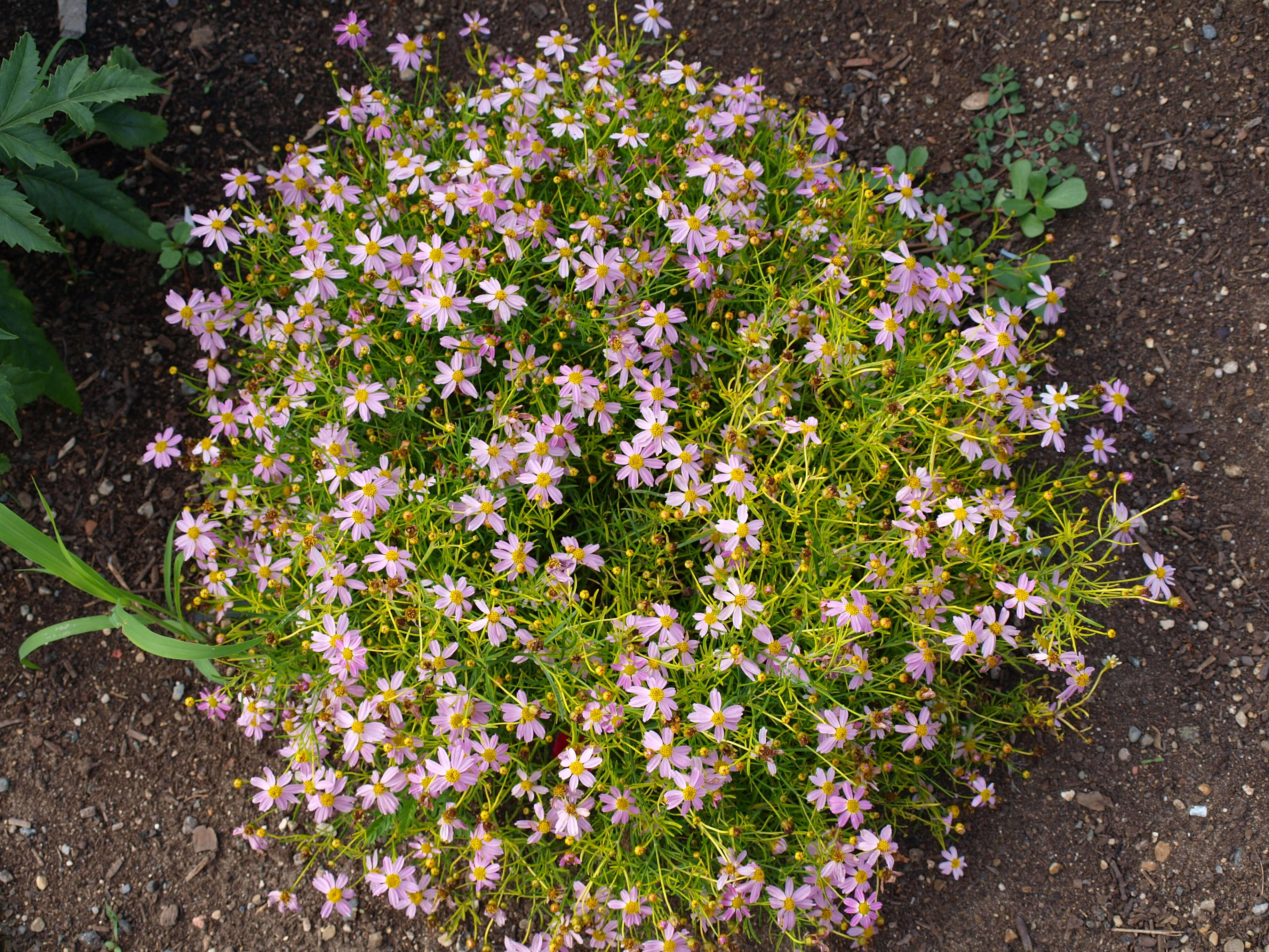 Image of pink tickseed