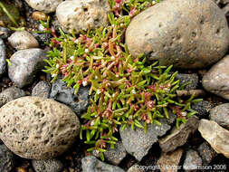 Image of water pygmyweed