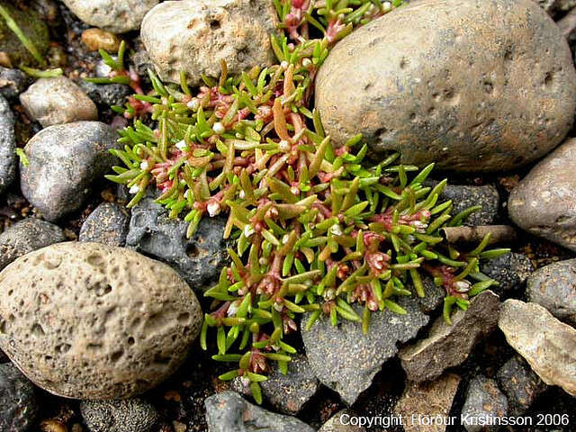 Image of water pygmyweed