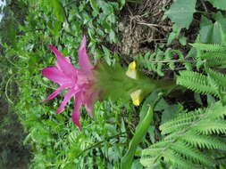 Image de Curcuma aromatica Salisb.