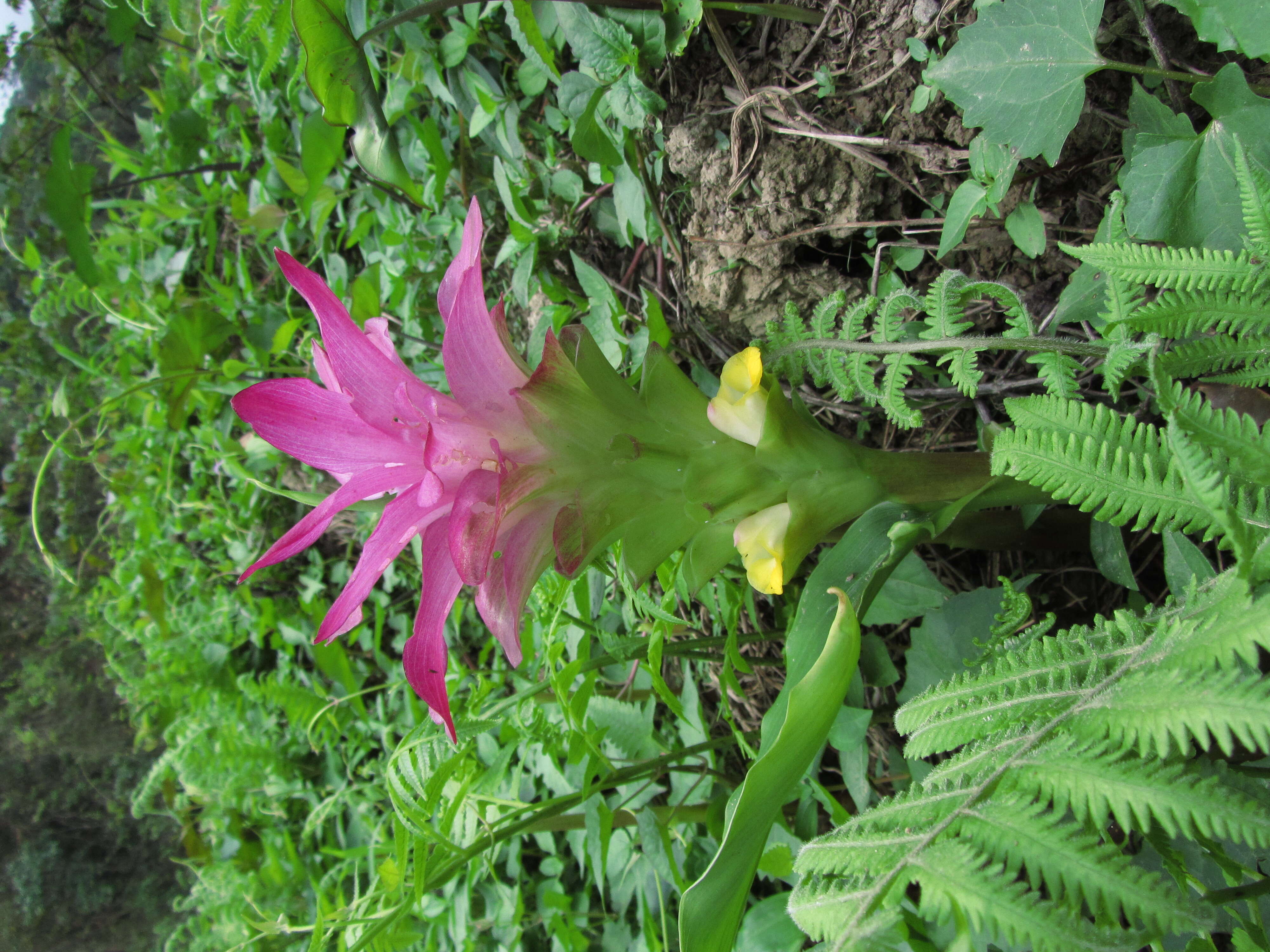 Image of curcuma