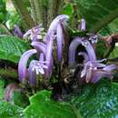 صورة Cyanea truncata (Rock) Rock