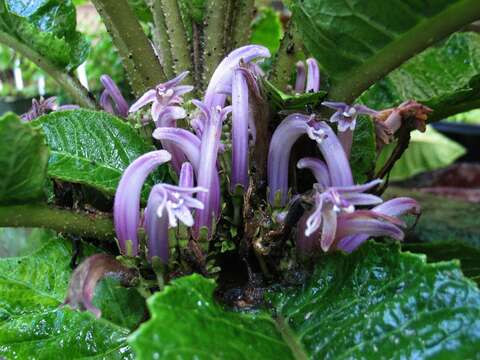 صورة Cyanea truncata (Rock) Rock