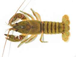 صورة Cambarus acuminatus Faxon 1884