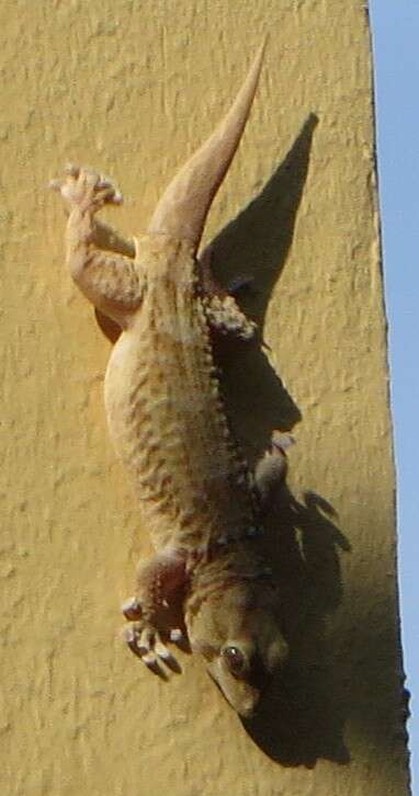 Image of Egyptian Gecko