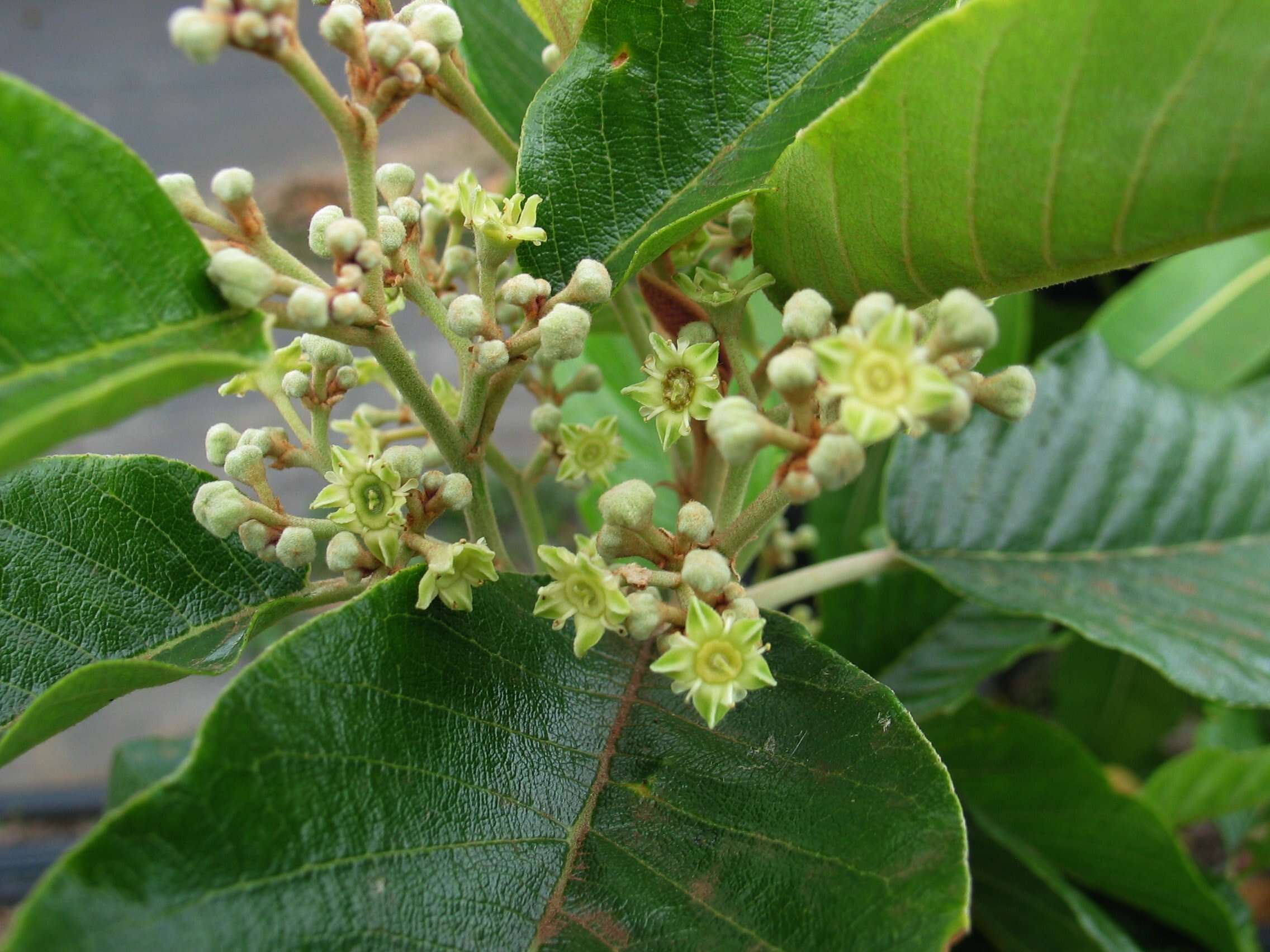 Image of Hawai'i kauilatree