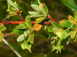 Escallonia myrtilloides L. fil. resmi