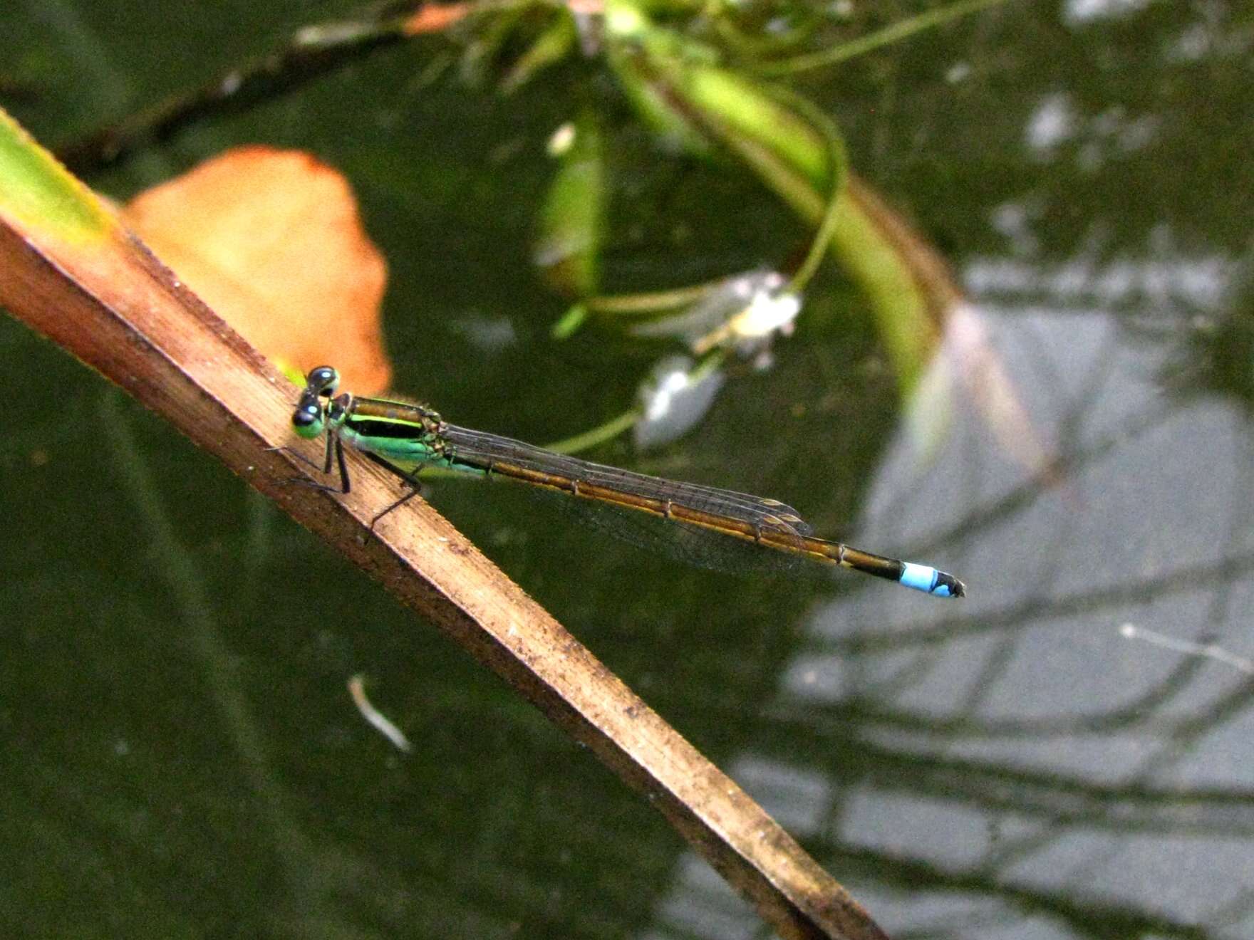 Image of Rambur's Forktail