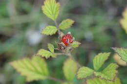 Sivun Rubus parvifolius L. kuva