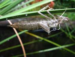 Image of Rainpool Gliders