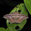 Image of Tiruvaca subcostalis Walker 1865