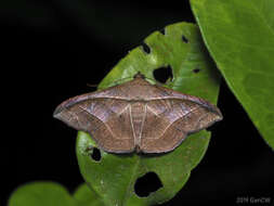 صورة Tiruvaca subcostalis Walker 1865