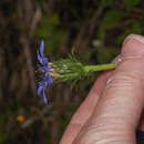 Image of Perezia pungens (Humb. & Bonpl.) Less.