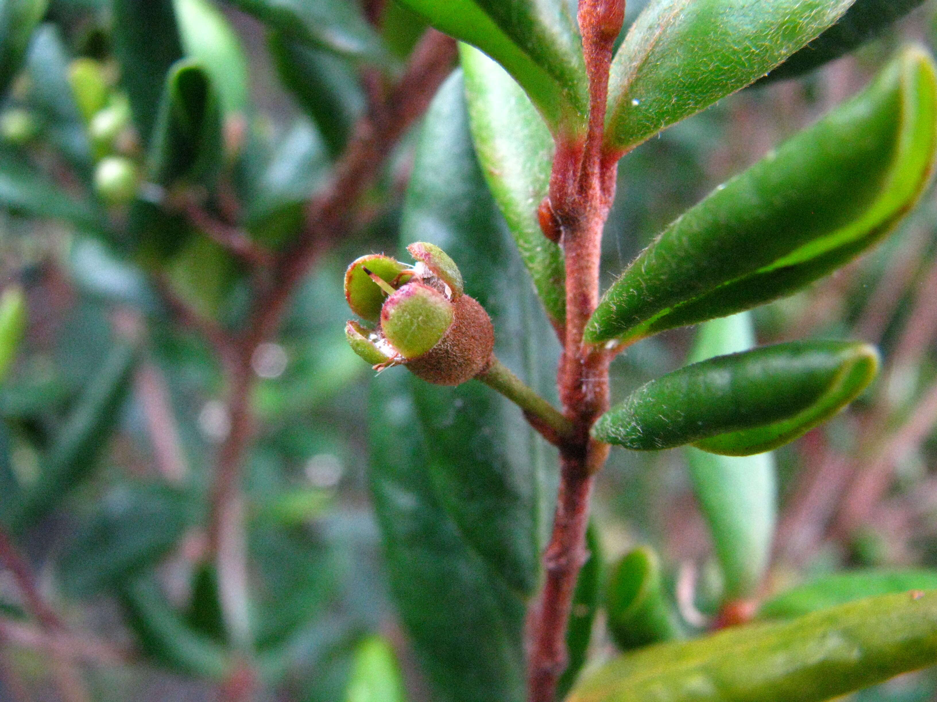 Image of Koʻolau Eugenia