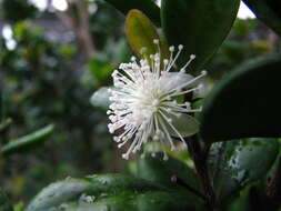 Image of Koʻolau Eugenia