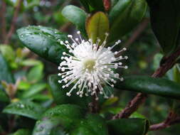 Image of Koʻolau Eugenia