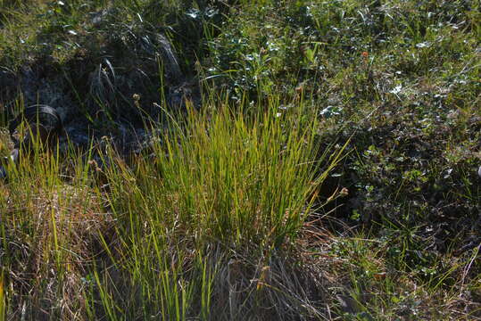 Image de Carex holostoma Drejer