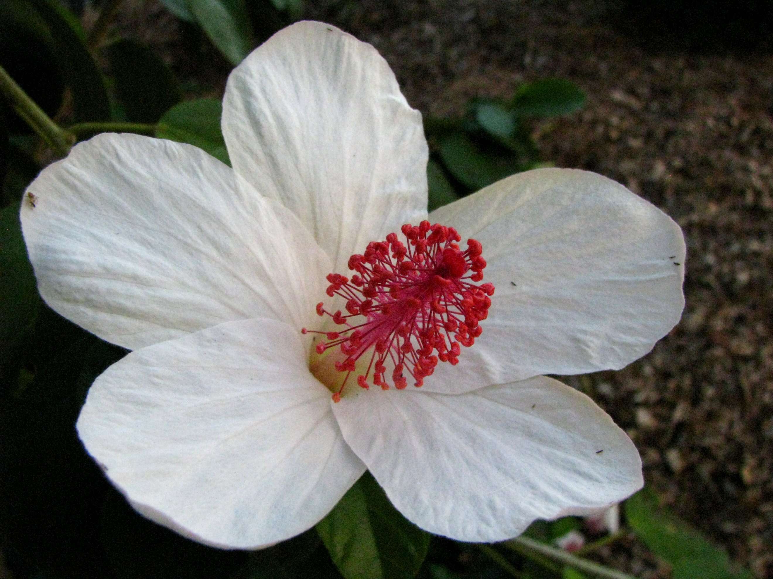 Image of white Kauai rosemallow