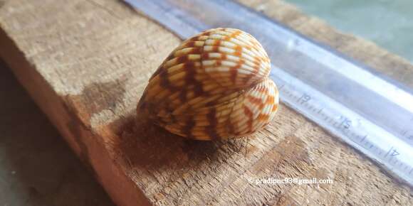 Image of Cardites bicolor (Lamarck 1819)