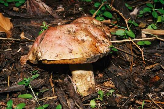 Image of wolf bolete