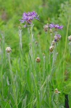 Image of Centaurea triumfettii subsp. tanaitica (Klok.) Dostál