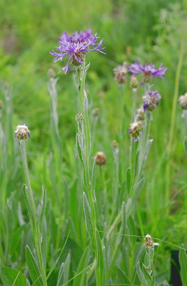 Centaurea triumfettii subsp. tanaitica (Klok.) Dostál的圖片