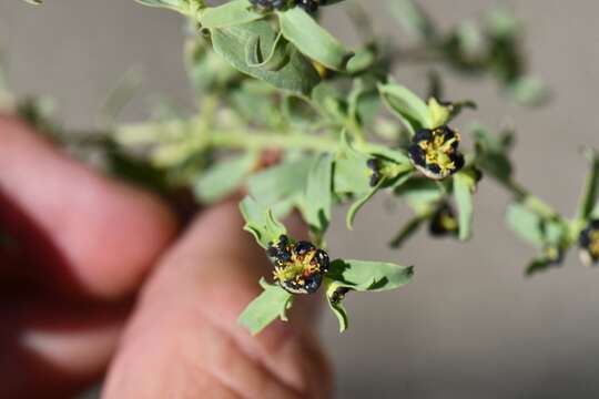 Image of Euphorbia tibetica Boiss.