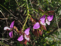 Image of Polygala bracteolata L.