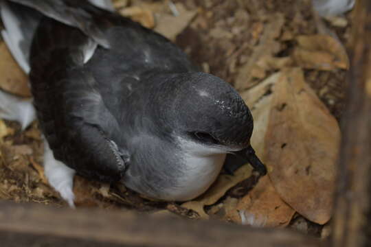 Image of Chatham Island Petrel