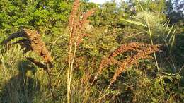 Image of Rumex patientia subsp. orientalis Danser