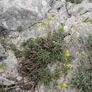 Image of Helianthemum nebrodense Guss.