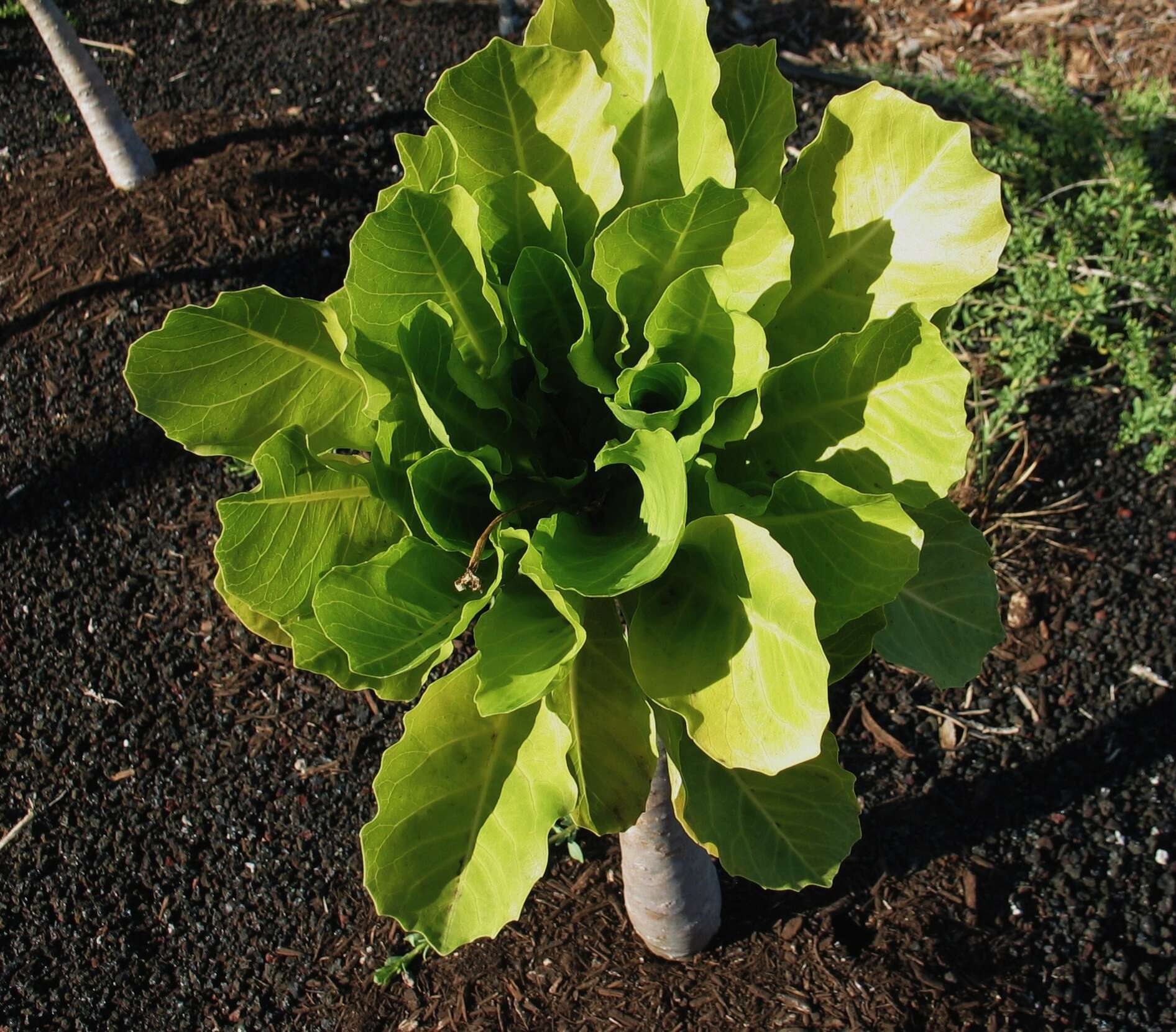 Image of cabbage on a stick