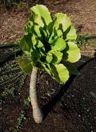 Image of cabbage on a stick