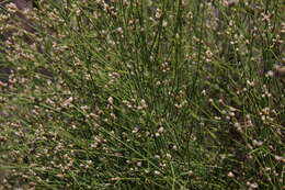 Image of Three-leafed chaff flower