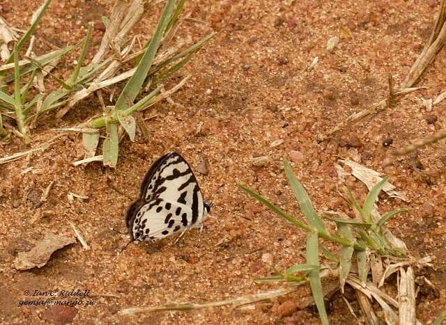 Tuxentius calice (Hopffer 1855)的圖片