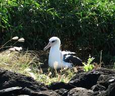 Image of Laysan Albatross