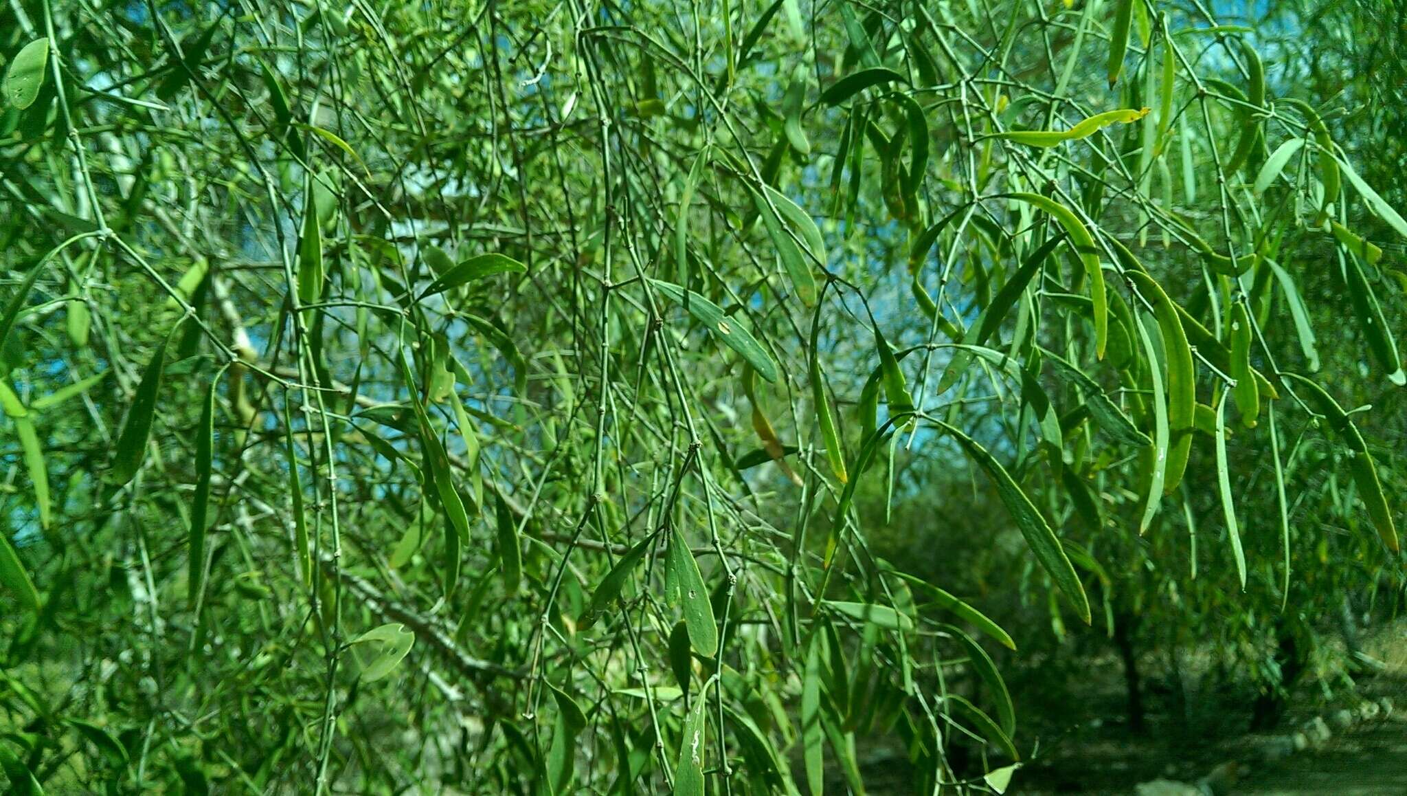 Image of Salvadora angustifolia Turrill