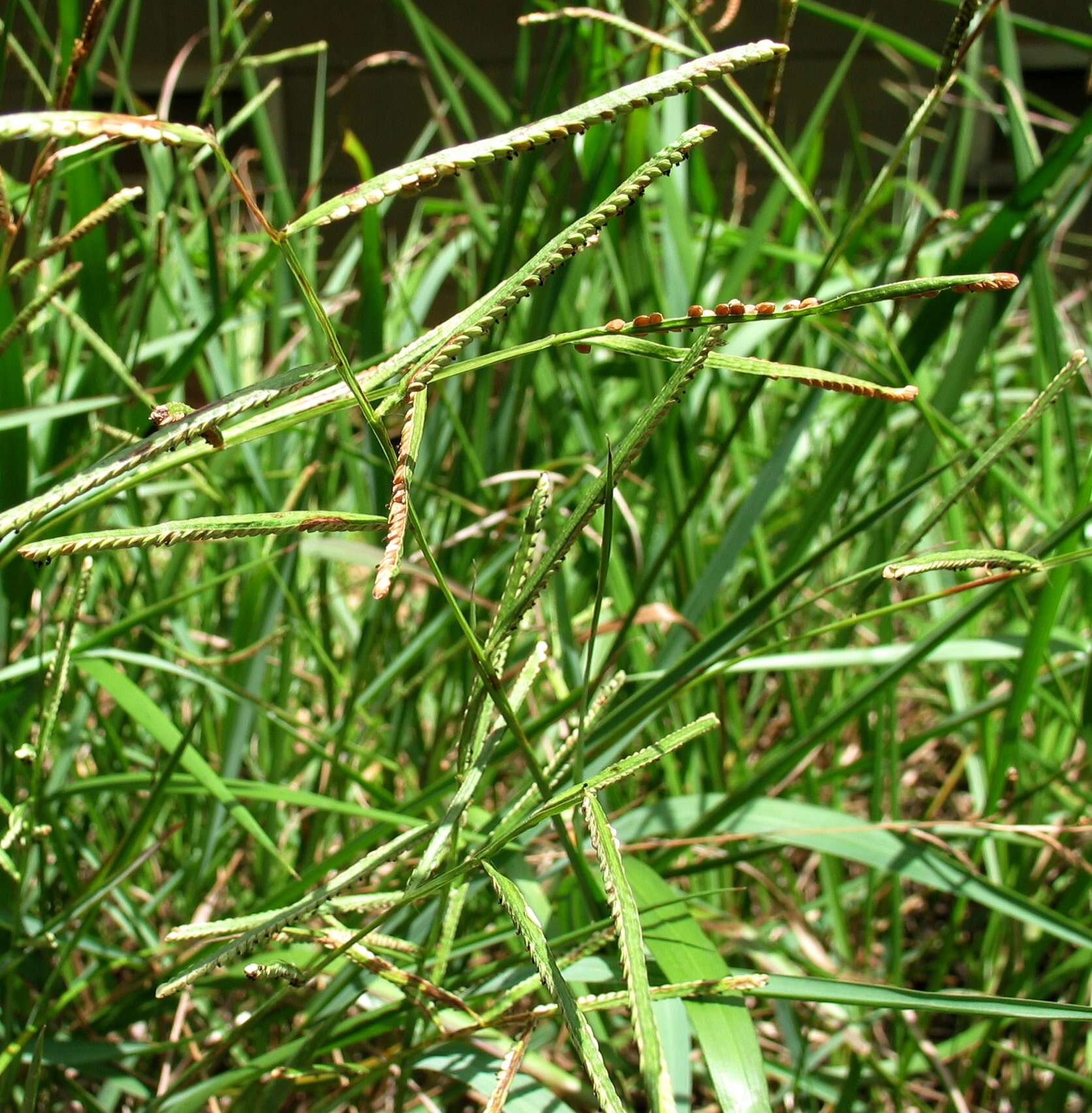 Sivun Paspalum scrobiculatum L. kuva