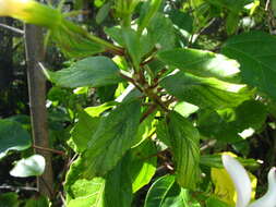 Image of white Kauai rosemallow