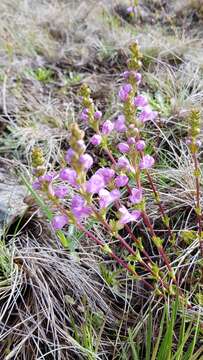 Image of Euphrasia collina R. Br.