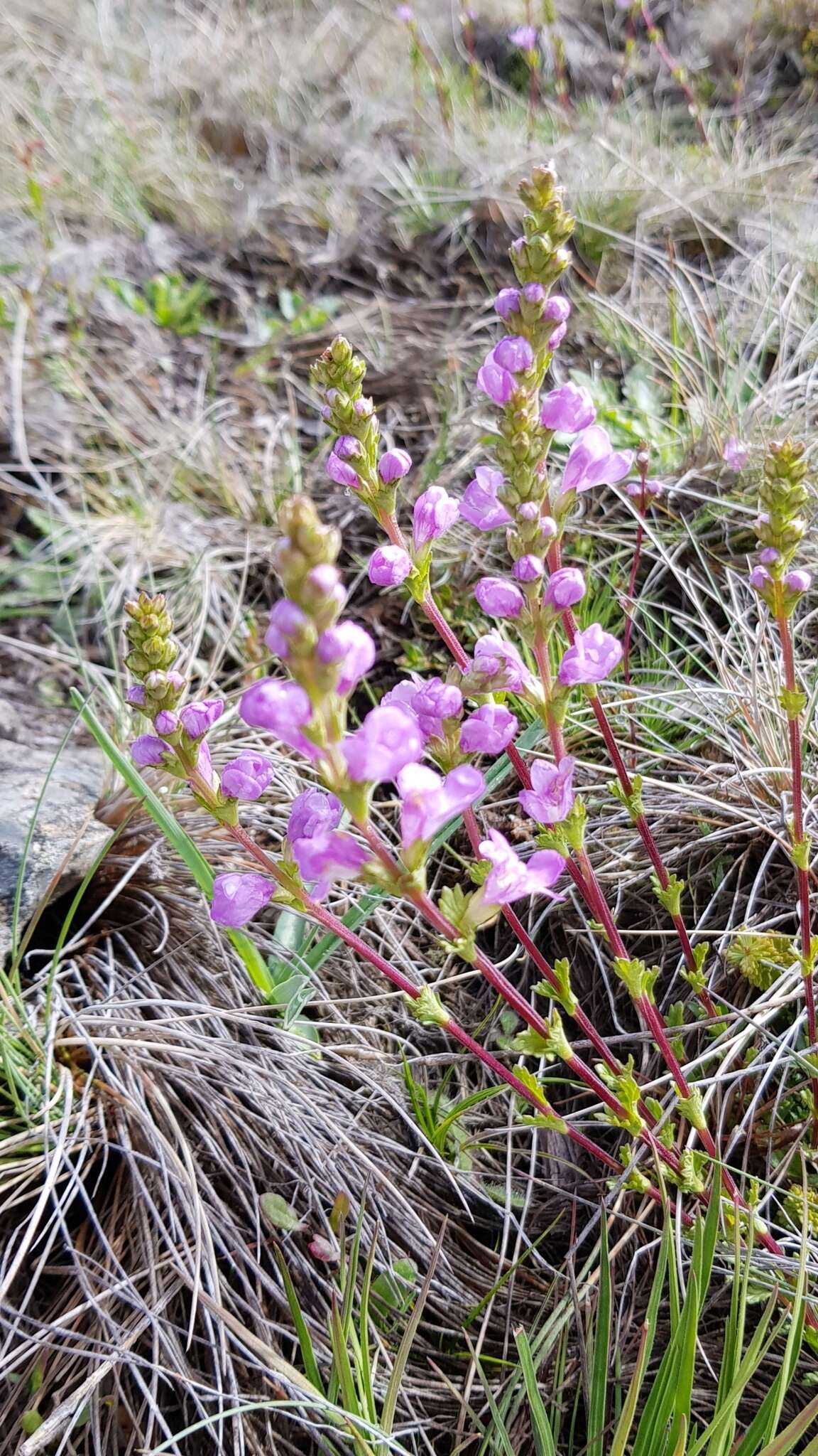 Sivun Euphrasia collina R. Br. kuva