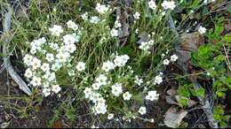 Plancia ëd Cherleria yukonensis (Hultén) A. J. Moore & Dillenb.