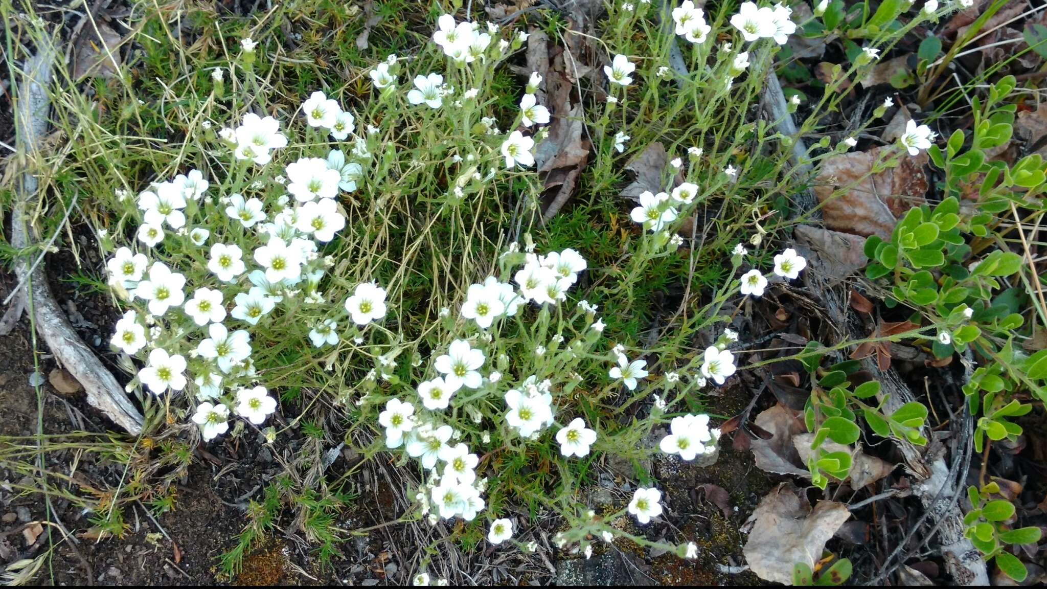 Image de Cherleria yukonensis (Hultén) A. J. Moore & Dillenb.