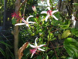 Image of white Kauai rosemallow