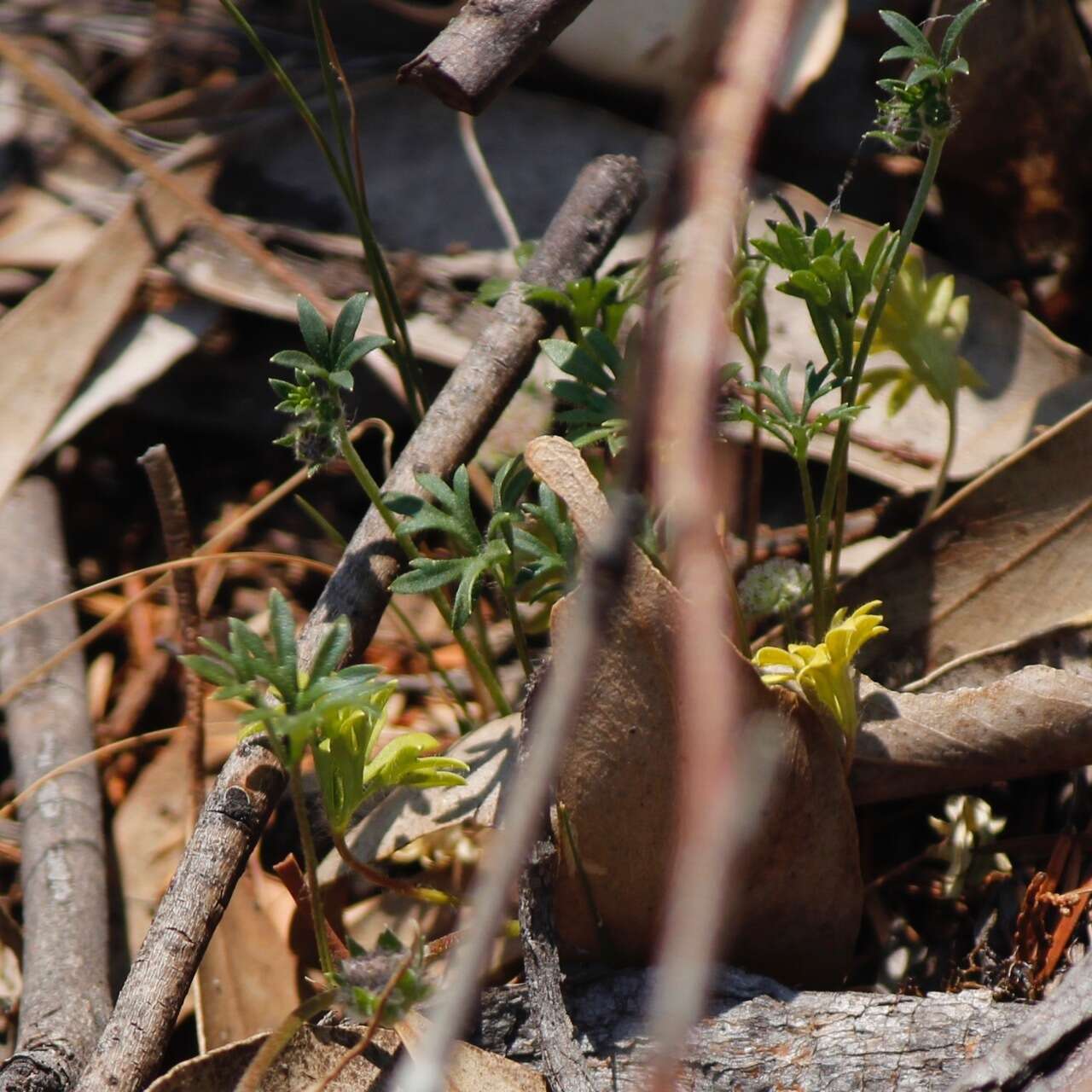 Image de Actinotus gibbonsii F. Müll.