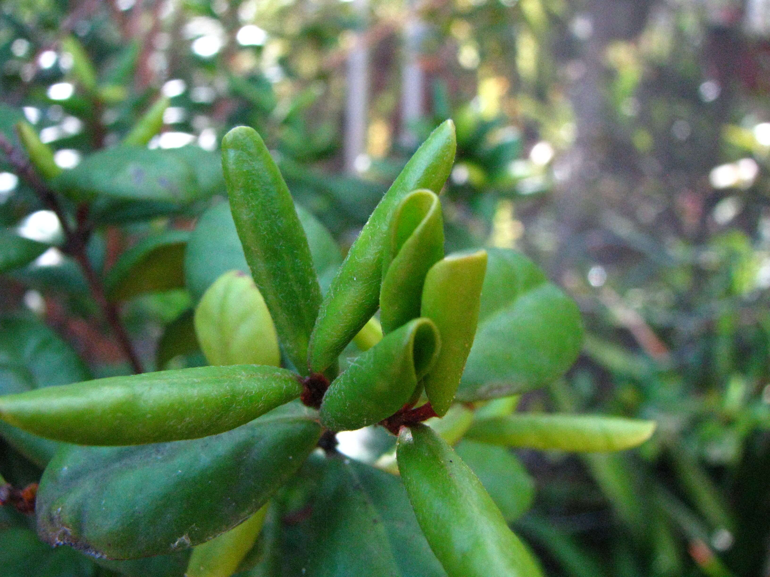 Image of Koʻolau Eugenia