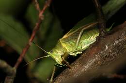 Image of Great green bushcricket